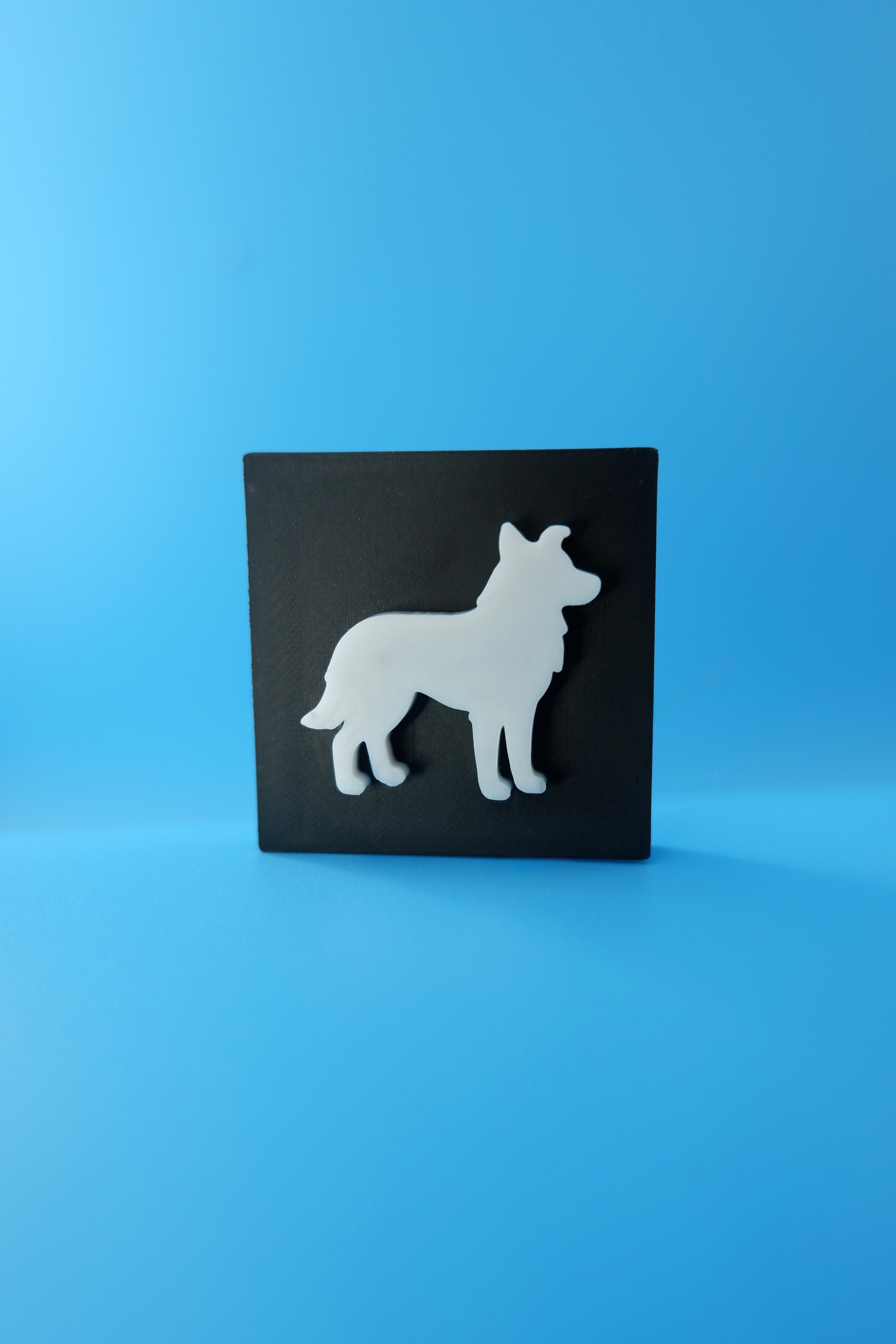 Border Collie