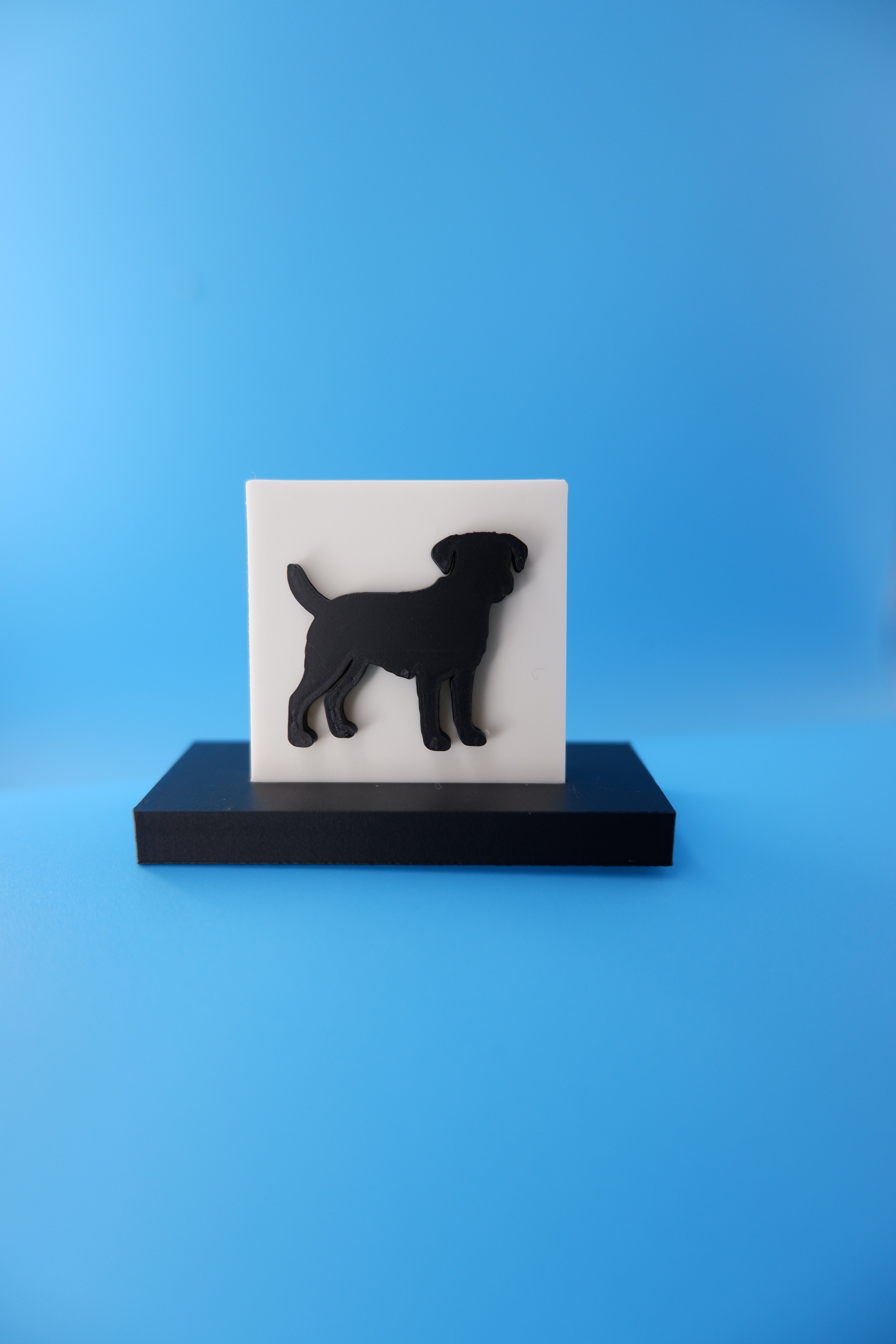 Border Terrier