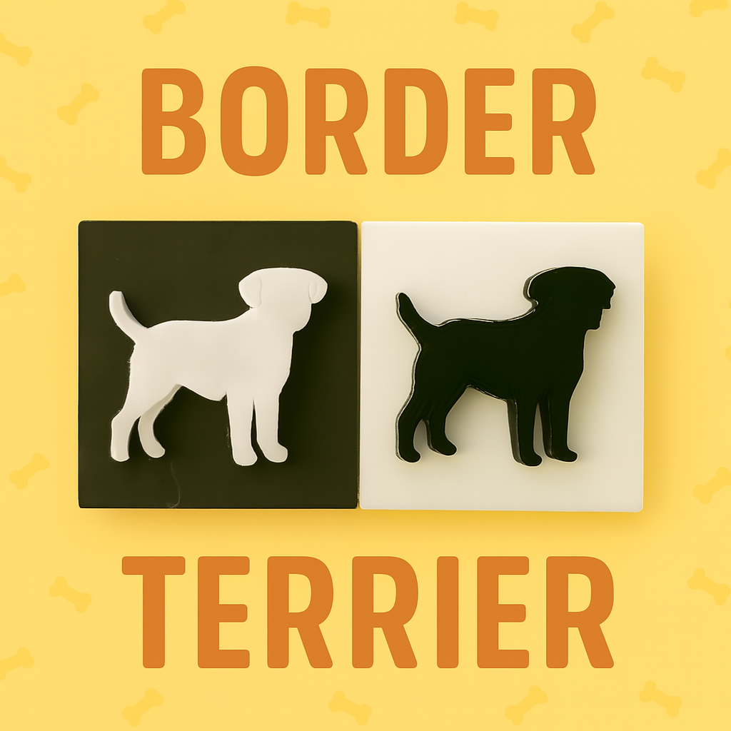 Border Terrier